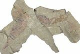 Multiple Soft-Bodied Fossil Aglaspids (Tremaglaspis) - Morocco #114805-4